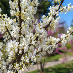 Judášovec kanadský (Cercis Canadensis) ´TEXAS WHITE´ - výška 130-150 cm, kont. C7,5L 